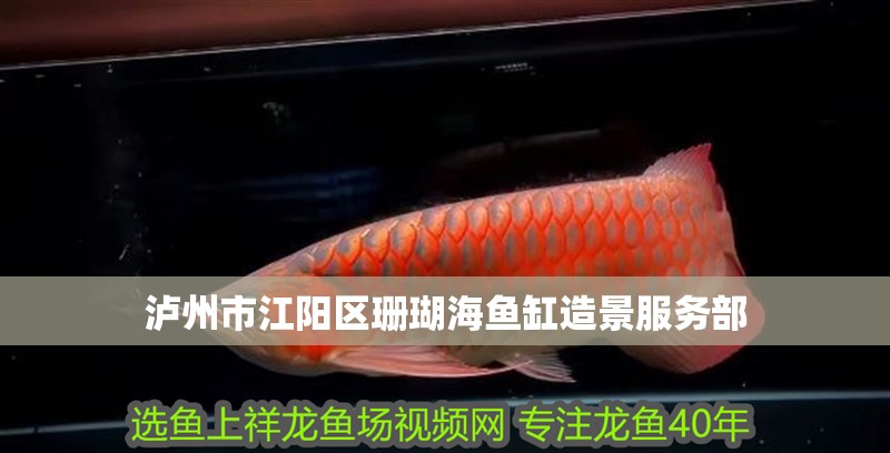 瀘州市江陽區(qū)珊瑚海魚缸造景服務(wù)部