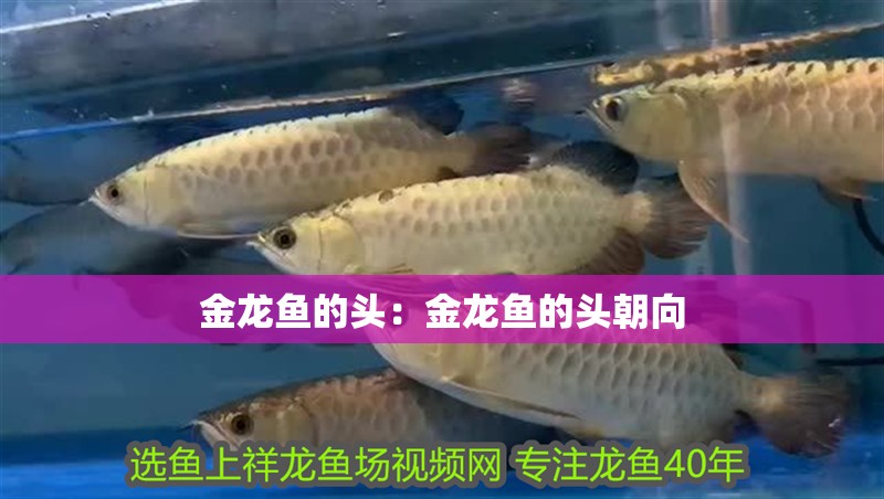 金龍魚(yú)的頭：金龍魚(yú)的頭朝向