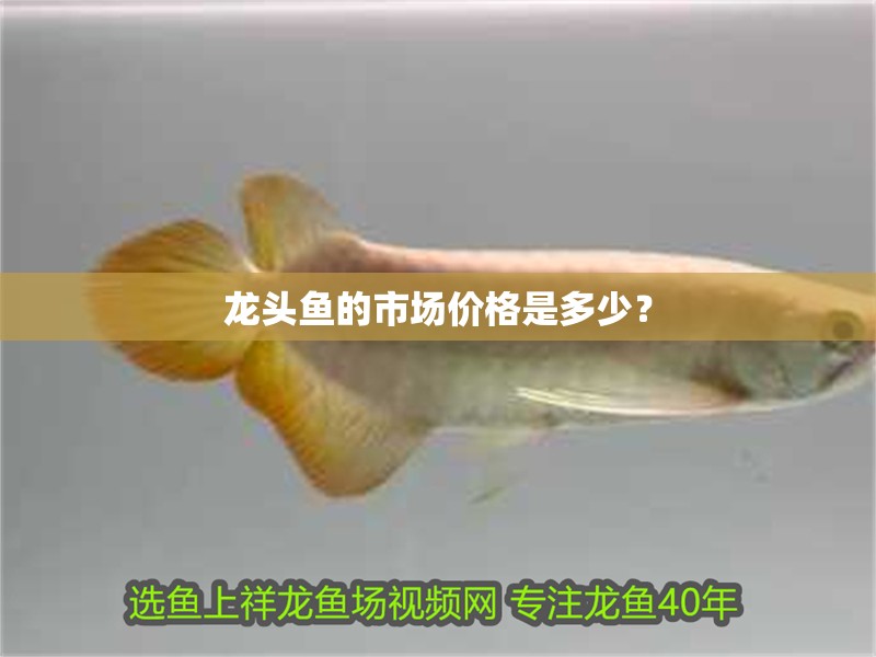 龍頭魚的市場價格是多少？ 龍頭魚的市場價格是多少？ 龍魚論壇