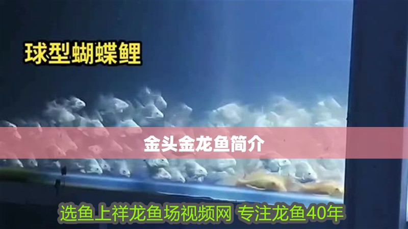 金頭金龍魚簡介 金頭金龍魚簡介 龍魚論壇