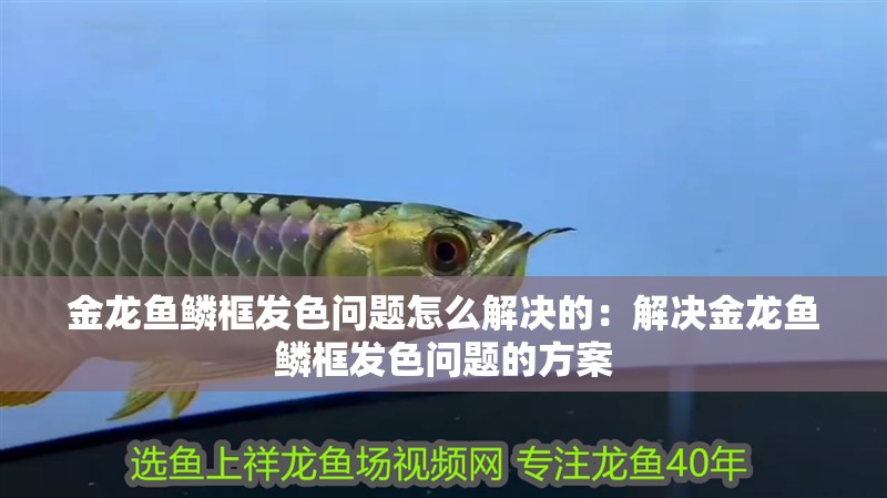 金龍魚鱗框發色問題怎么解決的：解決金龍魚鱗框發色問題的方案