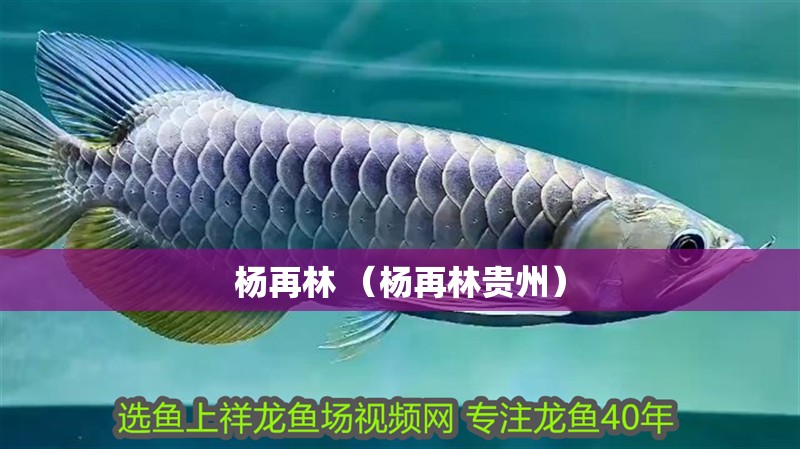 楊再林 （楊再林貴州）