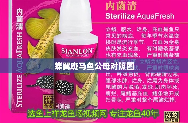 蝶翼斑馬魚公母對照圖