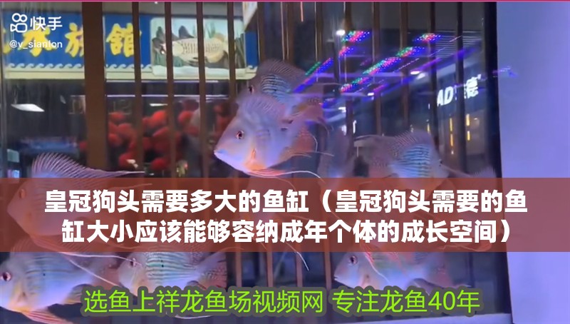 皇冠狗頭需要多大的魚缸（皇冠狗頭需要的魚缸大小應該能夠容納成年個體的成長空間） 皇冠狗頭需要多大的魚缸（皇冠狗頭需要的魚缸大小應該能夠容納成年個體的成長空間） 魚缸百科