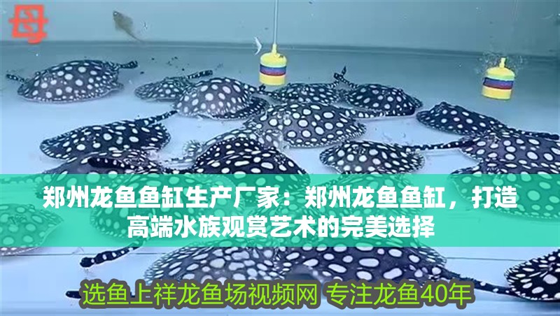 鄭州龍魚魚缸生產廠家：鄭州龍魚魚缸，打造高端水族觀賞藝術的完美選擇