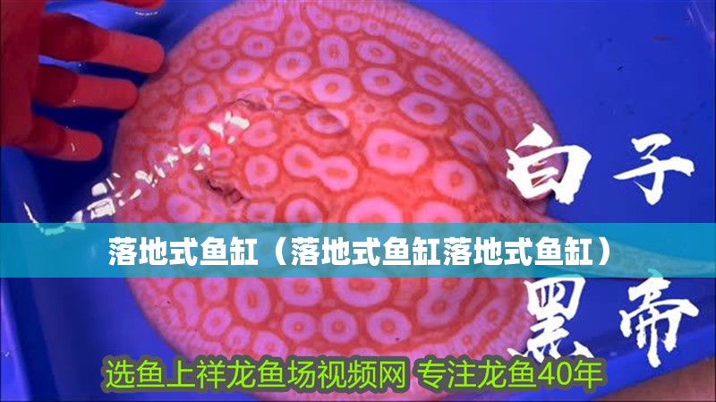 落地式魚(yú)缸（落地式魚(yú)缸落地式魚(yú)缸）