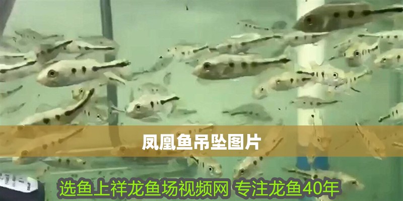 鳳凰魚吊墜圖片 鳳凰魚吊墜圖片 龍魚論壇