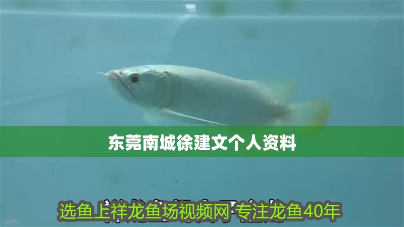 東莞南城徐建文個人資料