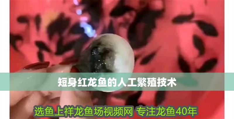 短身紅龍魚的人工繁殖技術