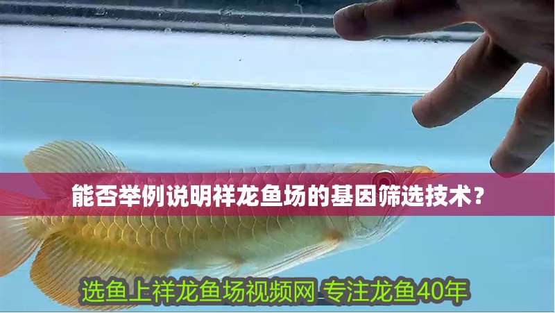 能否舉例說明祥龍魚場的基因篩選技術？