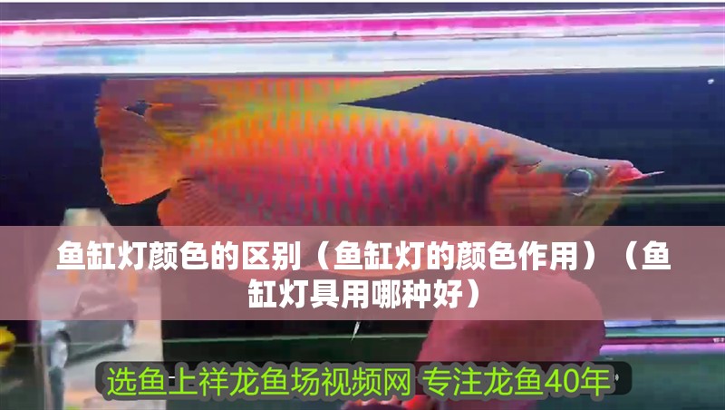 魚缸用增氧泵價格是多少:魚缸增氧機-xtrac增氧機-xtrac增氧機 魚缸燈顏色的區(qū)別(魚缸燈的顏色作用)(魚缸燈具用哪種好) 魚缸百科 魚缸燈顏色的區(qū)別(魚缸燈的顏色作用)(魚缸燈具用哪種好) 魚缸燈顏色的區(qū)別(魚缸燈的顏色作用)(魚缸燈具用哪種好) 魚缸百科