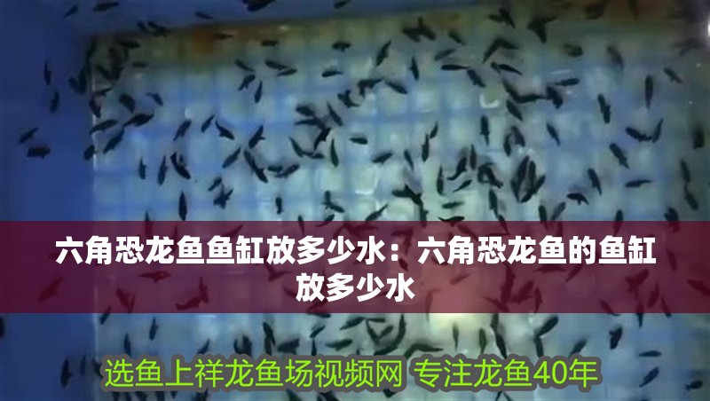 六角恐龍魚魚缸放多少水：六角恐龍魚的魚缸放多少水