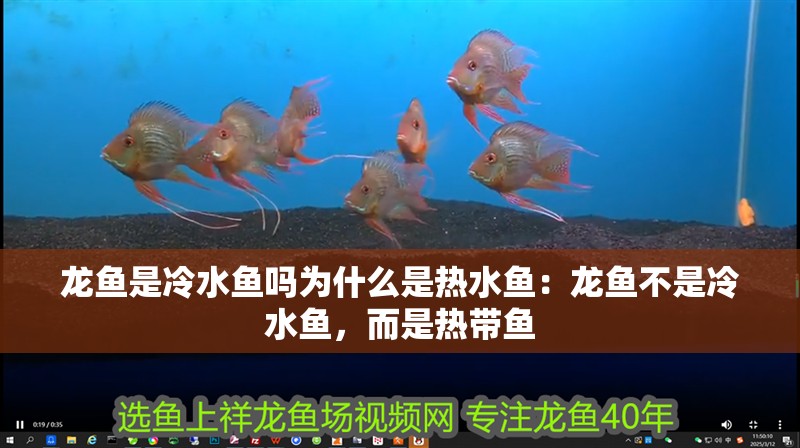 龍魚是冷水魚嗎為什么是熱水魚：龍魚不是冷水魚，而是熱帶魚