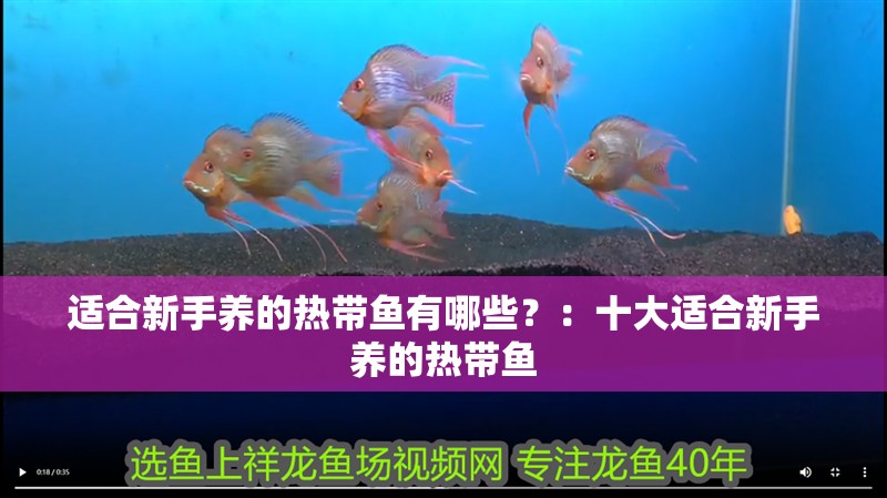 適合新手養的熱帶魚有哪些？：十大適合新手養的熱帶魚
