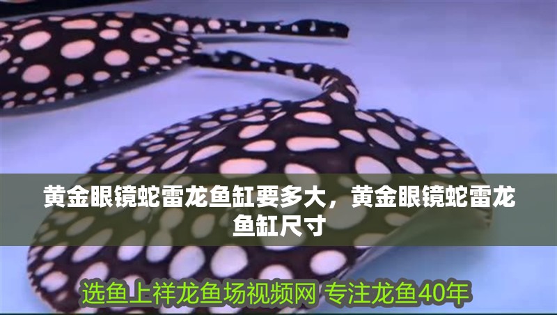 黃金眼鏡蛇雷龍魚缸要多大，黃金眼鏡蛇雷龍魚缸尺寸 黃金眼鏡蛇雷龍魚缸要多大，黃金眼鏡蛇雷龍魚缸尺寸 魚缸百科
