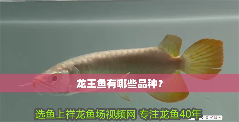 龍王魚有哪些品種？