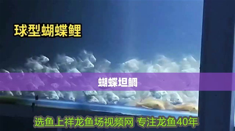 魚缸用增氧泵價格是多少:魚缸增氧機-xtrac增氧機-xtrac增氧機 蝴蝶坦鯛 龍魚論壇 蝴蝶坦鯛 蝴蝶坦鯛 龍魚論壇