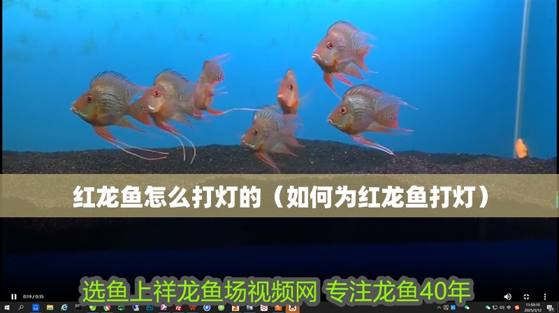 紅龍魚怎么打燈的（如何為紅龍魚打燈）