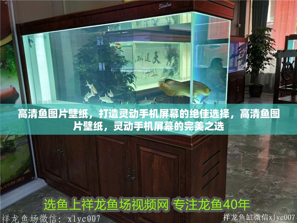 高清魚圖片壁紙，打造靈動手機屏幕的絕佳選擇，高清魚圖片壁紙，靈動手機屏幕的完美之選