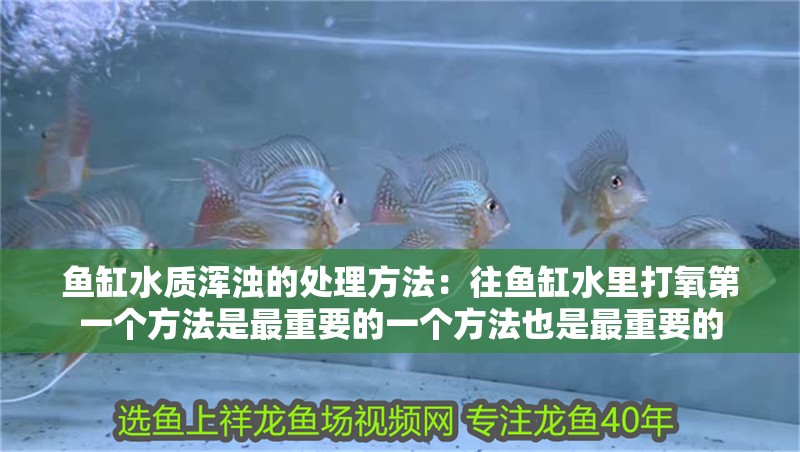 魚缸水質渾濁的處理方法：往魚缸水里打氧第一個方法是最重要的一個方法也是最重要的