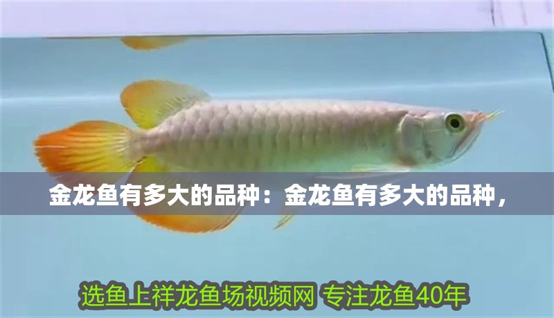 金龍魚有多大的品種：金龍魚有多大的品種，