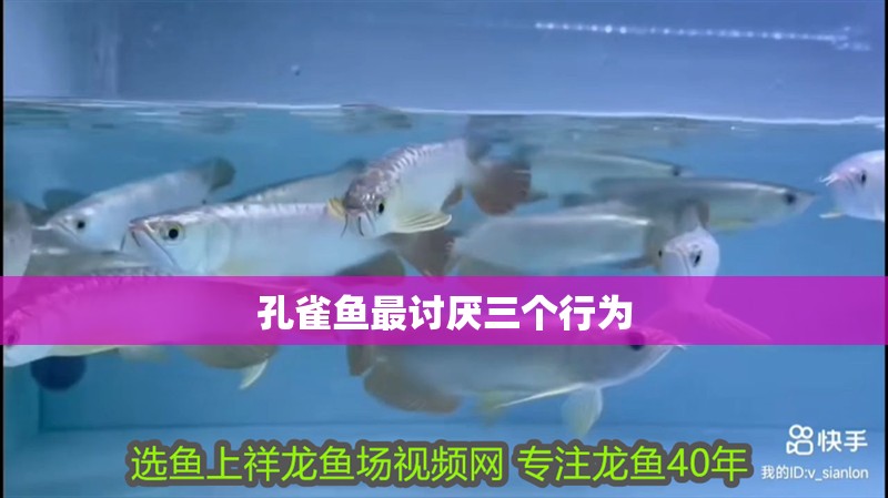 孔雀魚最討厭三個行為