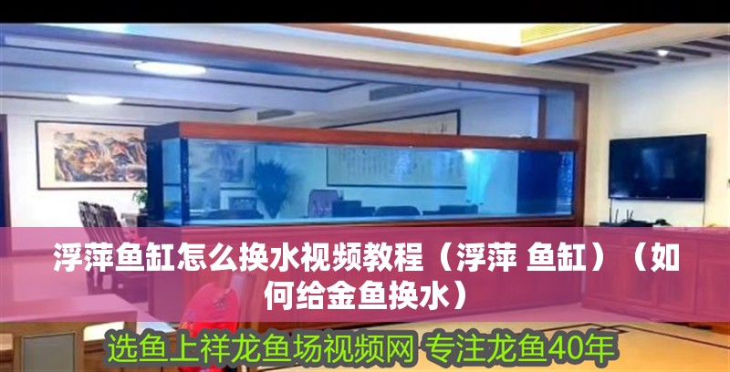 浮萍魚缸怎么換水視頻教程（浮萍 魚缸）（如何給金魚換水） 浮萍魚缸怎么換水視頻教程（浮萍 魚缸）（如何給金魚換水） 魚缸百科