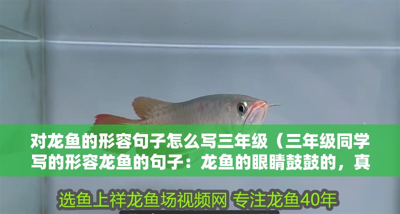 對龍魚的形容句子怎么寫三年級（三年級同學寫的形容龍魚的句子：龍魚的眼睛鼓鼓的，真可愛）