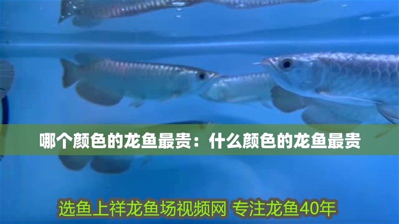 哪個顏色的龍魚最貴：什么顏色的龍魚最貴