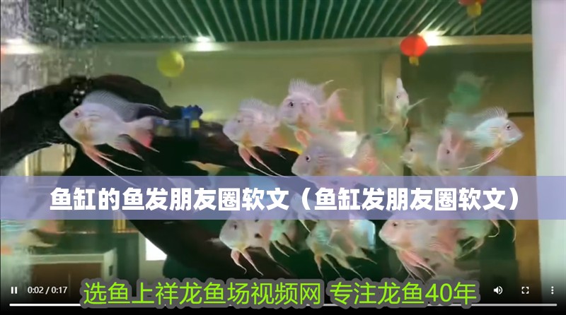魚缸的魚發朋友圈軟文（魚缸發朋友圈軟文） 魚缸的魚發朋友圈軟文（魚缸發朋友圈軟文） 魚缸百科