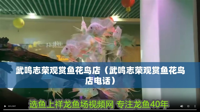 龍魚干蝦有營養(yǎng)嗎 武鳴志榮觀賞魚花鳥店(武鳴志榮觀賞魚花鳥店電話) 全國水族館企業(yè)名錄 武鳴志榮觀賞魚花鳥店(武鳴志榮觀賞魚花鳥店電話) 武鳴志榮觀賞魚花鳥店(武鳴志榮觀賞魚花鳥店電話) 全國水族館企業(yè)名錄