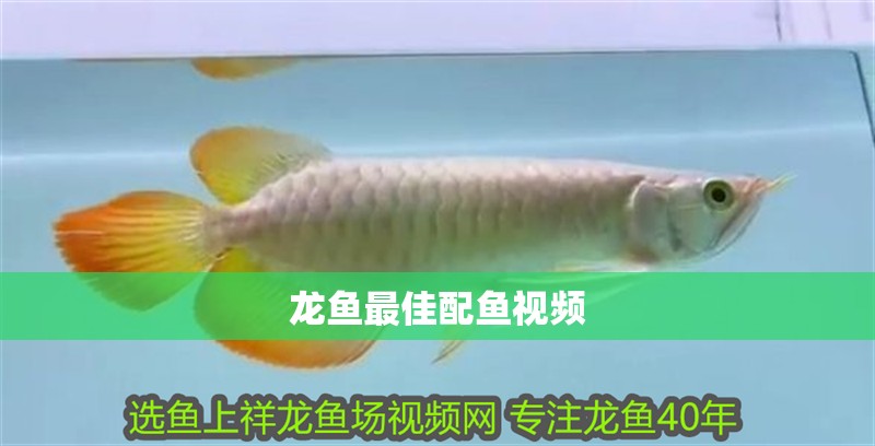 龍魚最佳配魚視頻