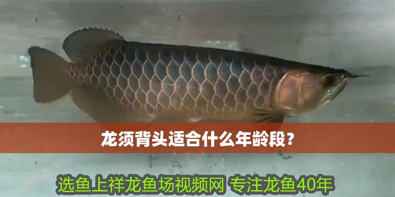 龍須背頭適合什么年齡段？