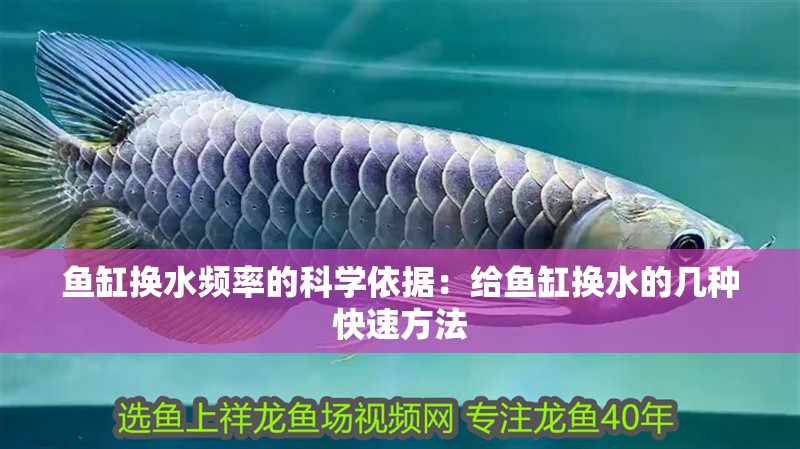 魚缸換水頻率的科學依據：給魚缸換水的幾種快速方法