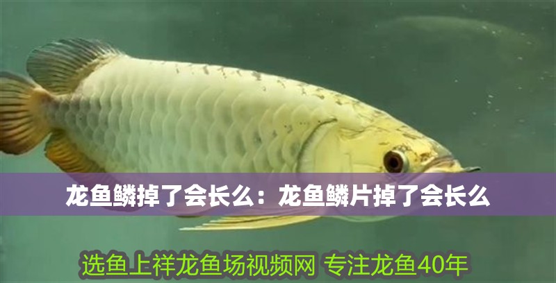 龍魚鱗掉了會(huì)長(zhǎng)么：龍魚鱗片掉了會(huì)長(zhǎng)么