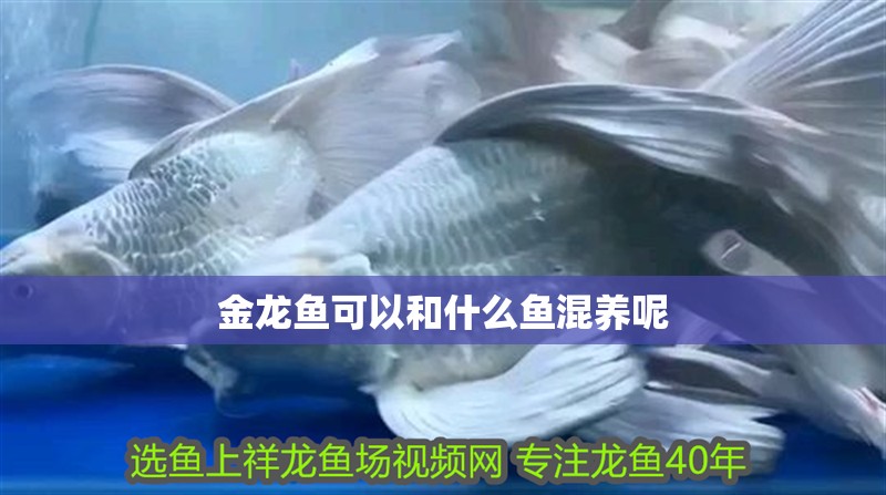 金龍魚可以和什么魚混養(yǎng)呢
