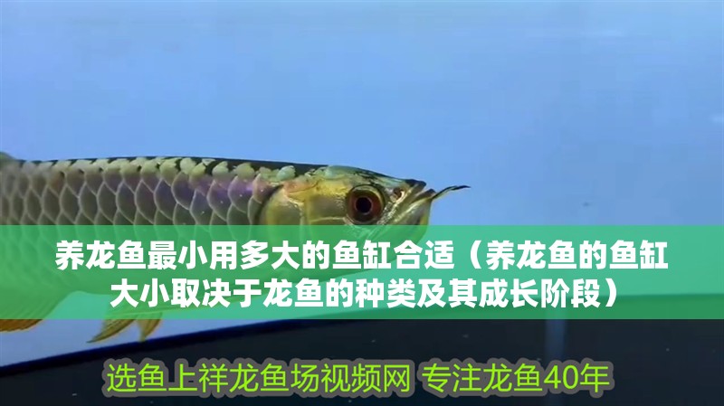 魚缸用增氧泵價格是多少:魚缸增氧機-xtrac增氧機-xtrac增氧機 養龍魚最小用多大的魚缸合適(養龍魚的魚缸大小取決于龍魚的種類及其成長階段) 龍魚百科 養龍魚最小用多大的魚缸合適(養龍魚的魚缸大小取決于龍魚的種類及其成長階段) 養龍魚最小用多大的魚缸合適(養龍魚的魚缸大小取決于龍魚的種類及其成長階段) 龍魚百科