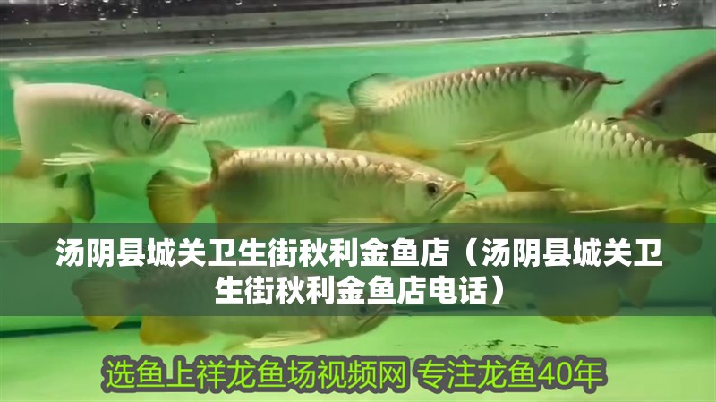 湯陰縣城關衛生街秋利金魚店（湯陰縣城關衛生街秋利金魚店電話） 湯陰縣城關衛生街秋利金魚店（湯陰縣城關衛生街秋利金魚店電話） 全國水族館企業名錄