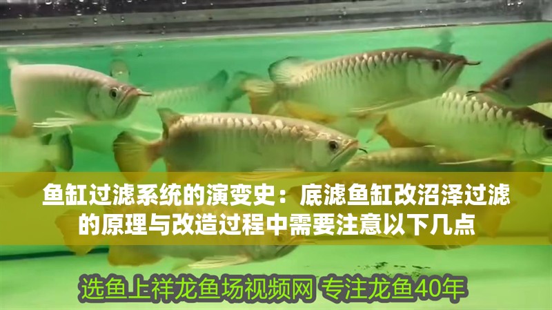 魚(yú)缸過(guò)濾系統(tǒng)的演變史：底濾魚(yú)缸改沼澤過(guò)濾的原理與改造過(guò)程中需要注意以下幾點(diǎn)