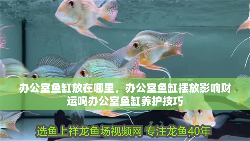辦公室魚缸放在哪里，辦公室魚缸擺放影響財運嗎辦公室魚缸養護技巧
