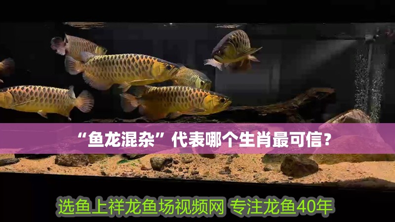 “魚(yú)龍混雜”代表哪個(gè)生肖最可信？