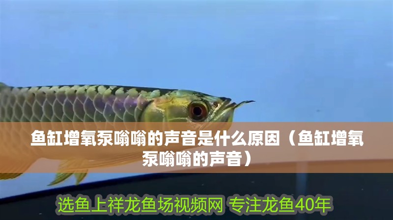 魚缸增氧泵嗡嗡的聲音是什么原因（魚缸增氧泵嗡嗡的聲音） 魚缸增氧泵嗡嗡的聲音是什么原因（魚缸增氧泵嗡嗡的聲音） 魚缸百科