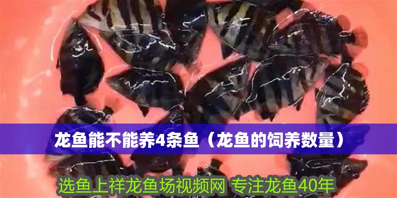 龍魚能不能養(yǎng)4條魚（龍魚的飼養(yǎng)數(shù)量）