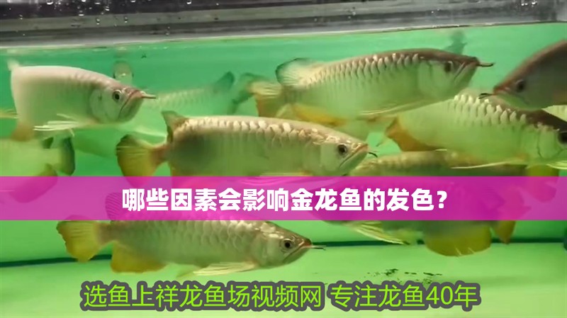 哪些因素會影響金龍魚的發色？ 哪些因素會影響金龍魚的發色？ 龍魚論壇