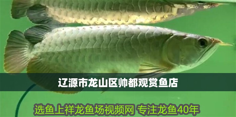 遼源市龍山區(qū)帥都觀賞魚(yú)店