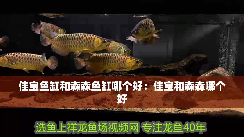 佳寶魚缸和森森魚缸哪個好：佳寶和森森哪個好
