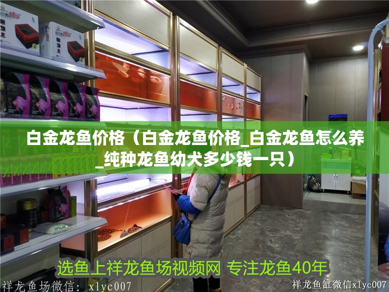 白金龍魚價格（白金龍魚價格_白金龍魚怎么養_純種龍魚幼犬多少錢一只）