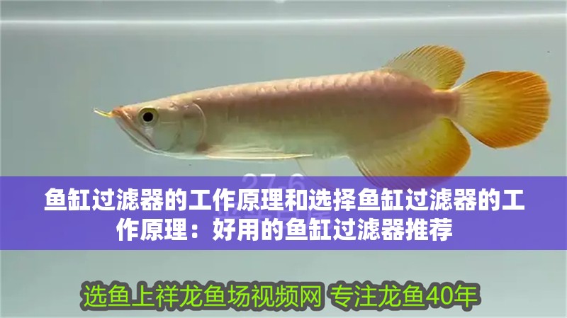 魚缸過濾器的工作原理和選擇魚缸過濾器的工作原理：好用的魚缸過濾器推薦