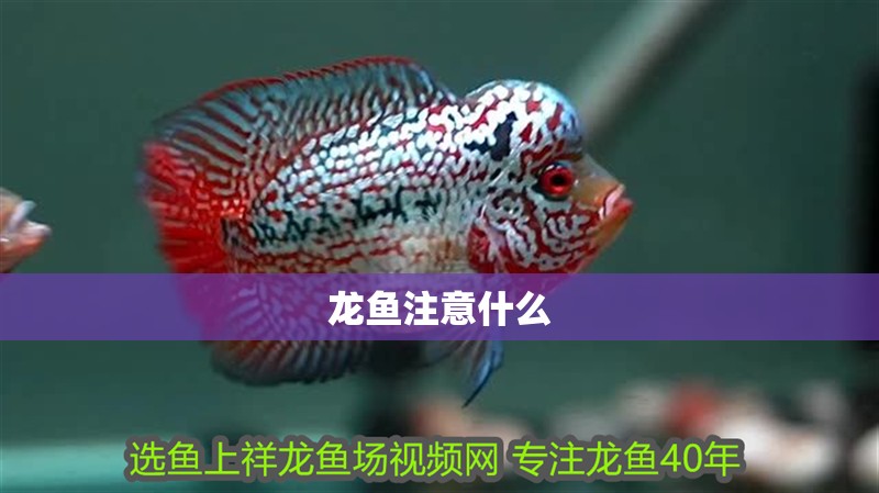 龍魚注意什么