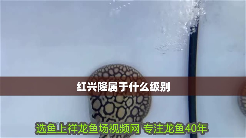 紅興隆屬于什么級別